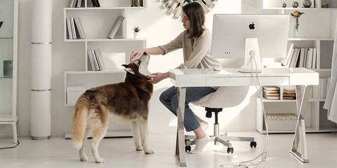 Eine Frau streichelt, in einem Büro, einen Husky.